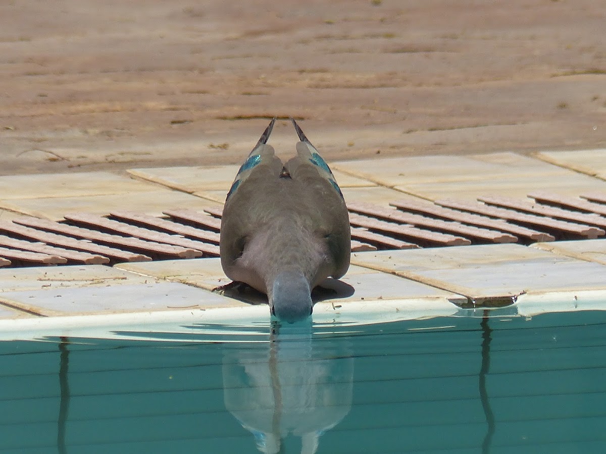 Emerald-spotted wood dove