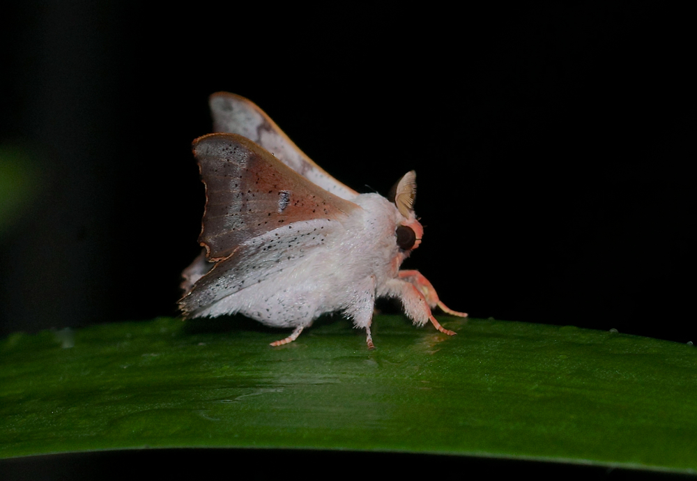 Sack-bearer Moth