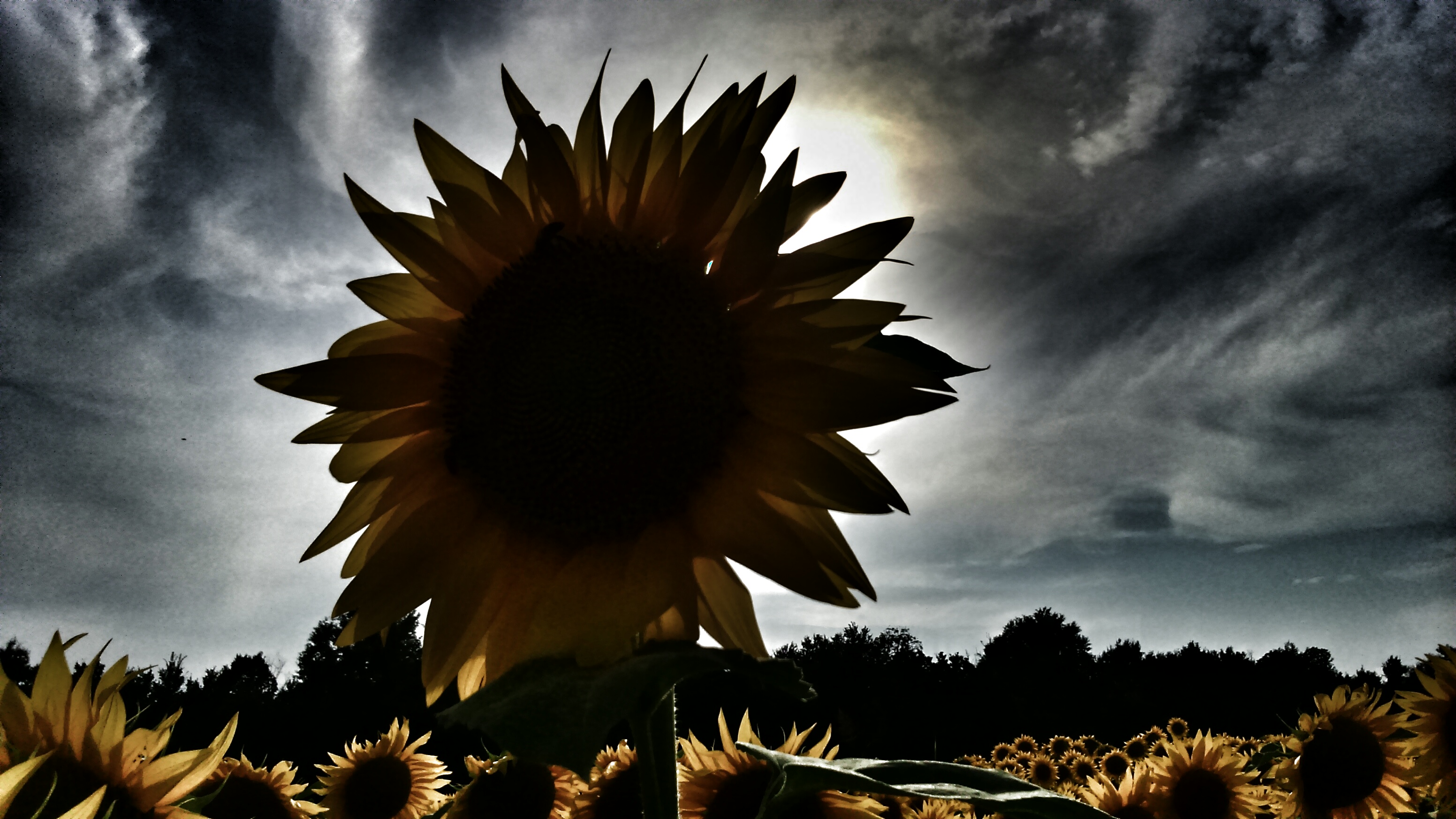 il lato oscuro dei girasoli... di gianni80