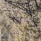 Sardinian Warbler; Curruca Cabicinegra