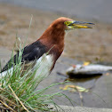 Chinese Pond Heron