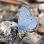 Small Blue; Duende oscuro