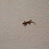 Common House Gecko