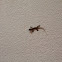 Common House Gecko