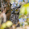 Great Horned Owl