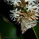 Small Mocis Moth