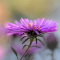 Item logo image for Delicate flower petals