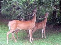 Image result for herbivores