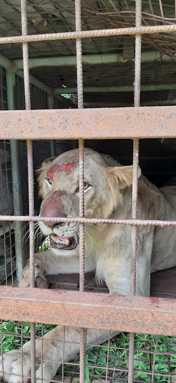 A lion that was captured after terrorising residents is caged at the Jamhuri KWS camp in Lamu west.