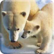 Polar Bears Live Video Wallpaper  Icon