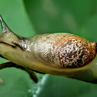 Amber Snail