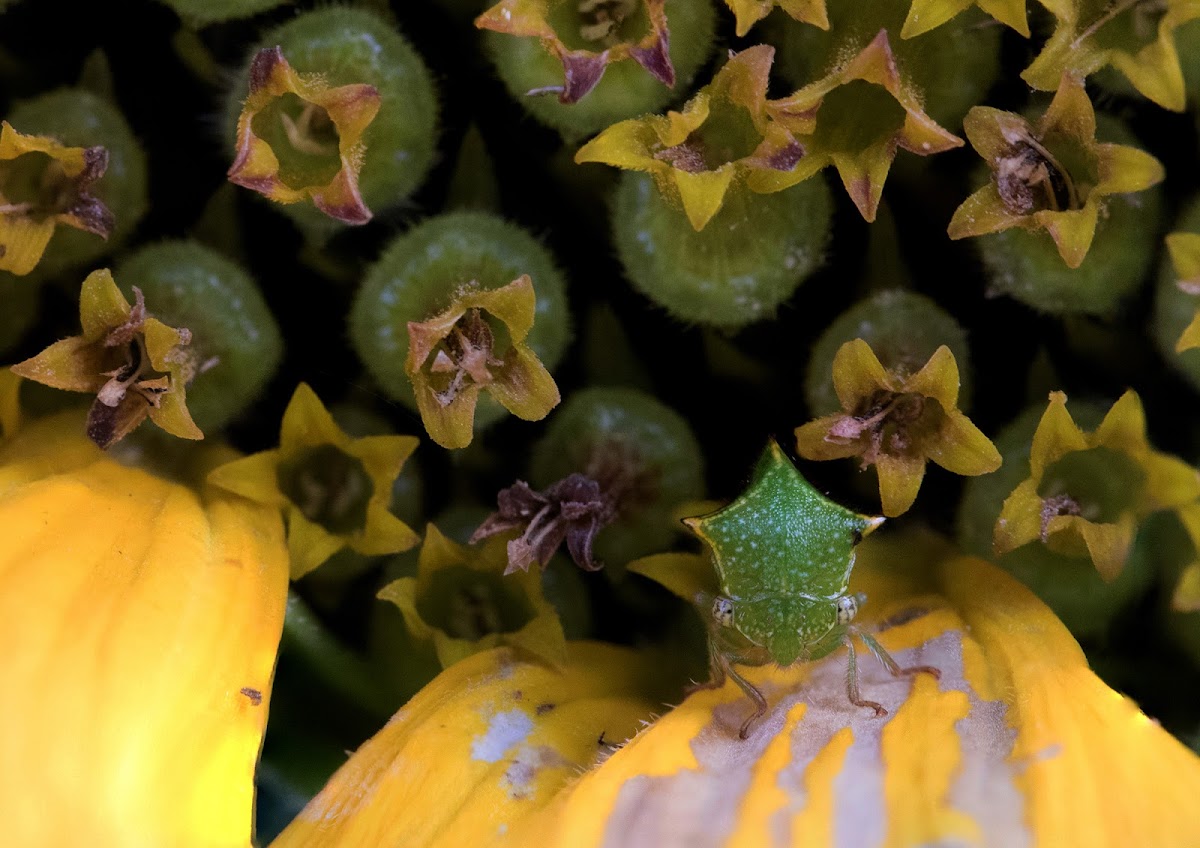 Buffalo Treehopper