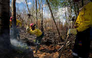 South African firefighters uprooting a tree in Canada. Picture Credit: Reuters