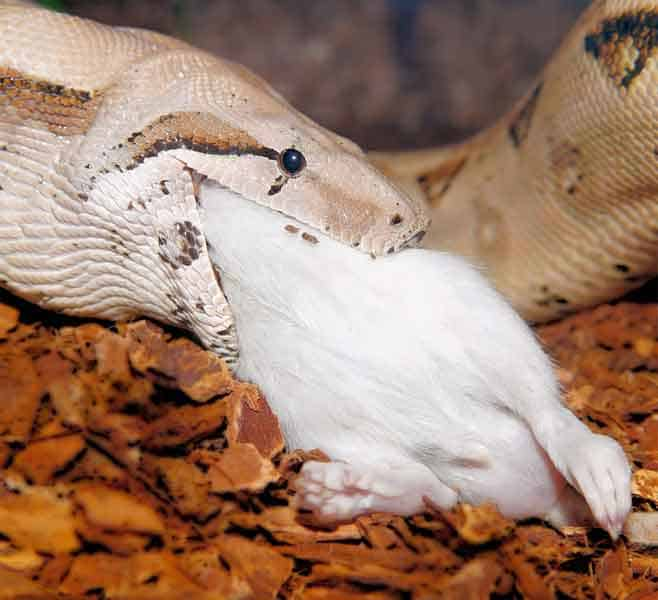 Serpierte-comiendo-conejo