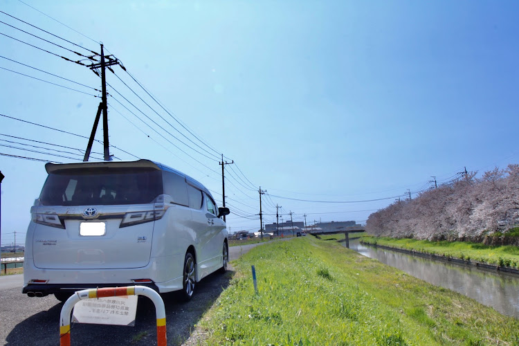 ヴェルファイアの桜並木と愛車に関するカスタム事例の投稿画像2枚目