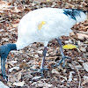 Australian White Ibis