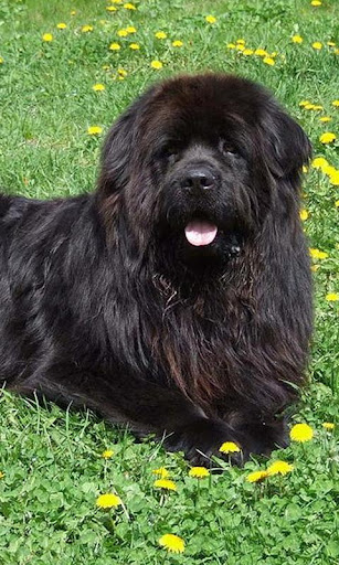 Newfoundlands Jigsaw Puzzle