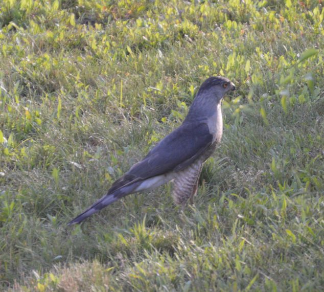 Cooper's hawk