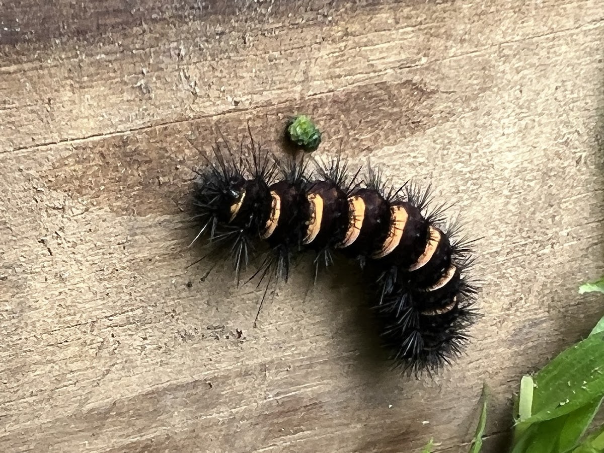 Agreeable Tiger Moth Caterpillar