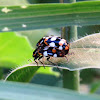 Ladybird (couple)