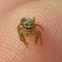 Unknown Jumping Spider