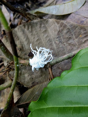 Bukit Kiara Planthopper nymph