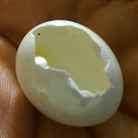 Bird egg