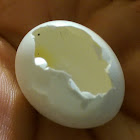 Bird egg