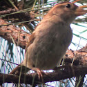 House sparrow