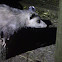 Virginia Opossum