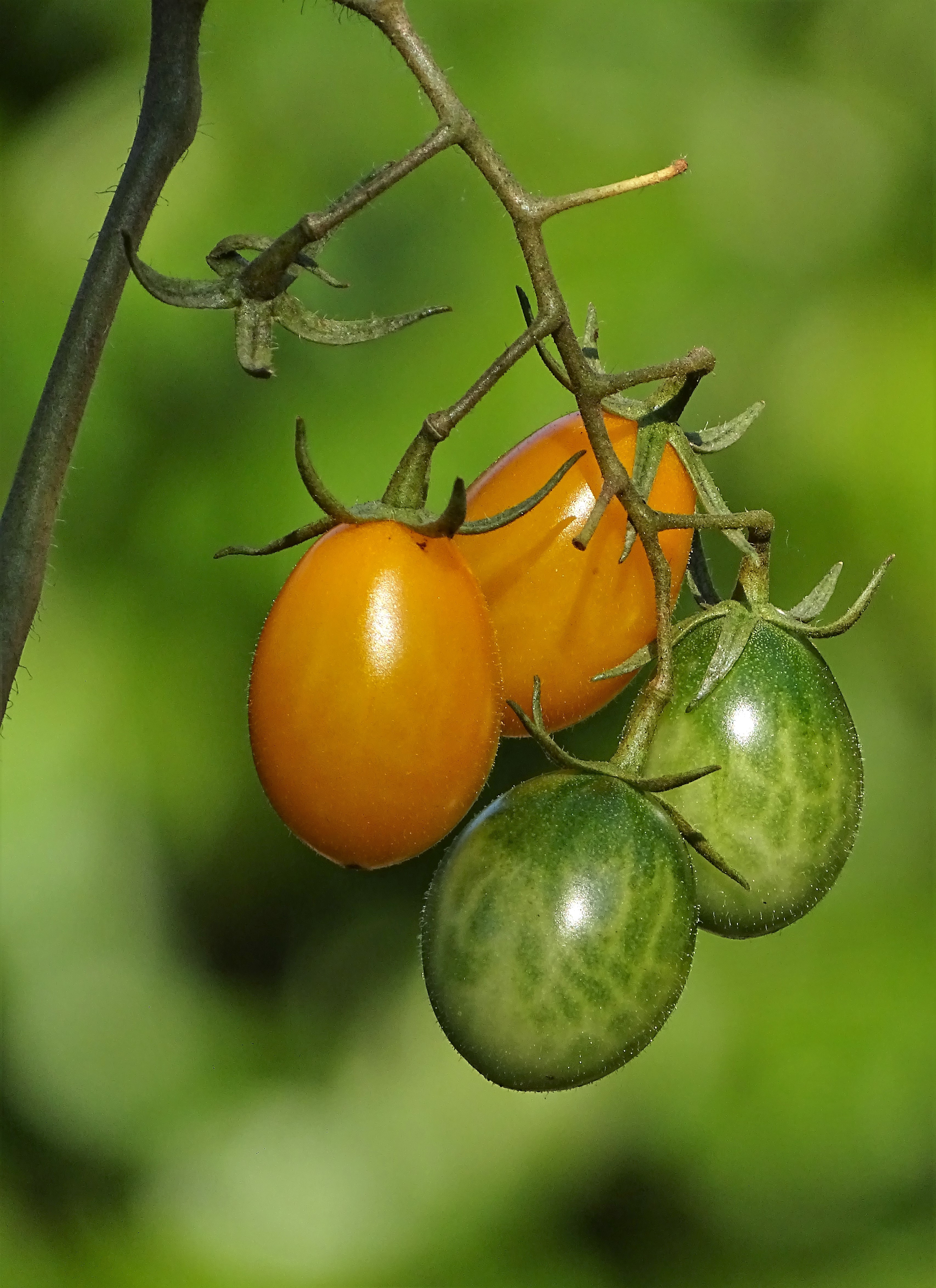 Pomodorini di dan