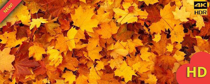 Fall Cosy Autumn Wallpapers New Tab marquee promo image