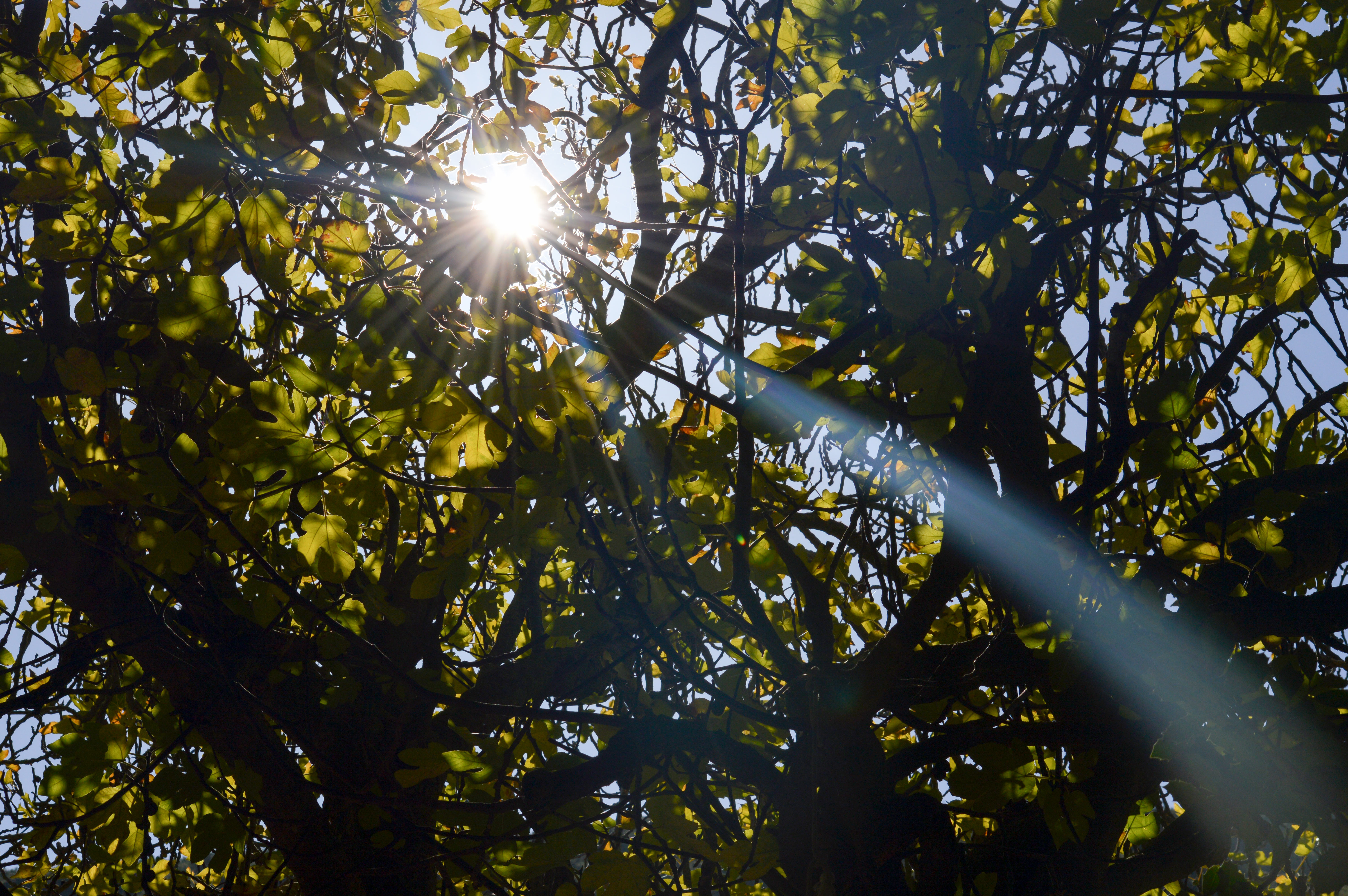 Raggi di sole autunnali di mony29