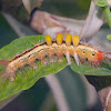 White marked Tussock Moth