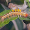 White marked Tussock Moth