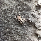 Gray Wall Jumping Spider ♀