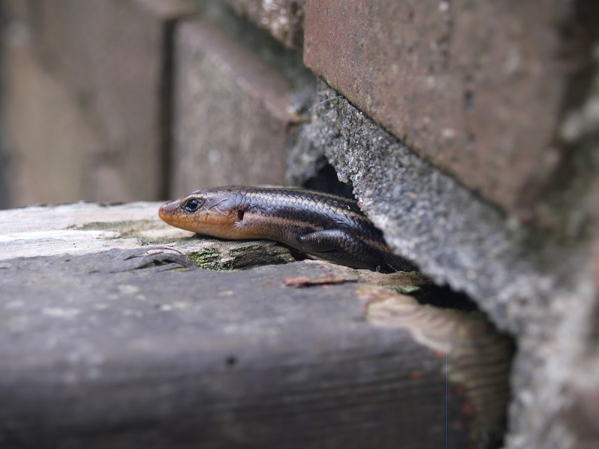 Southeastern Five-Lined Skink