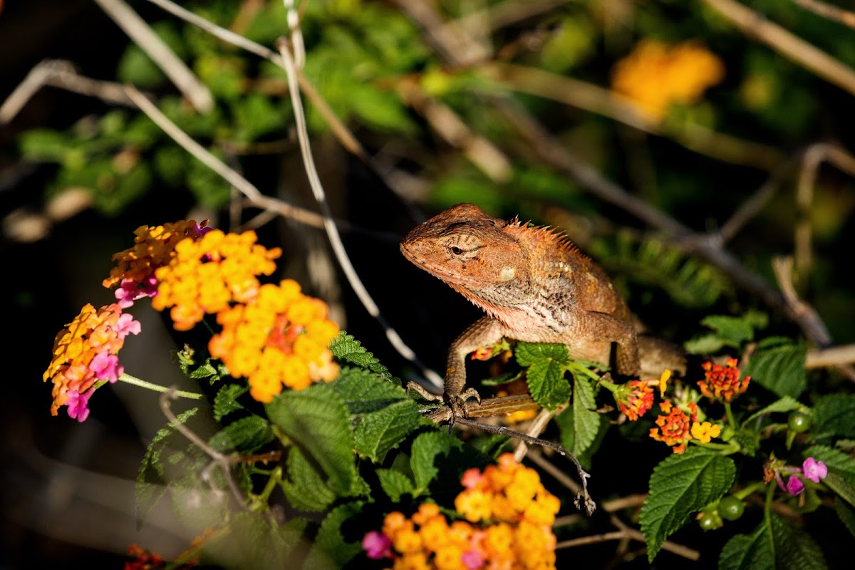 Changeable Lizard (變色樹蜥)