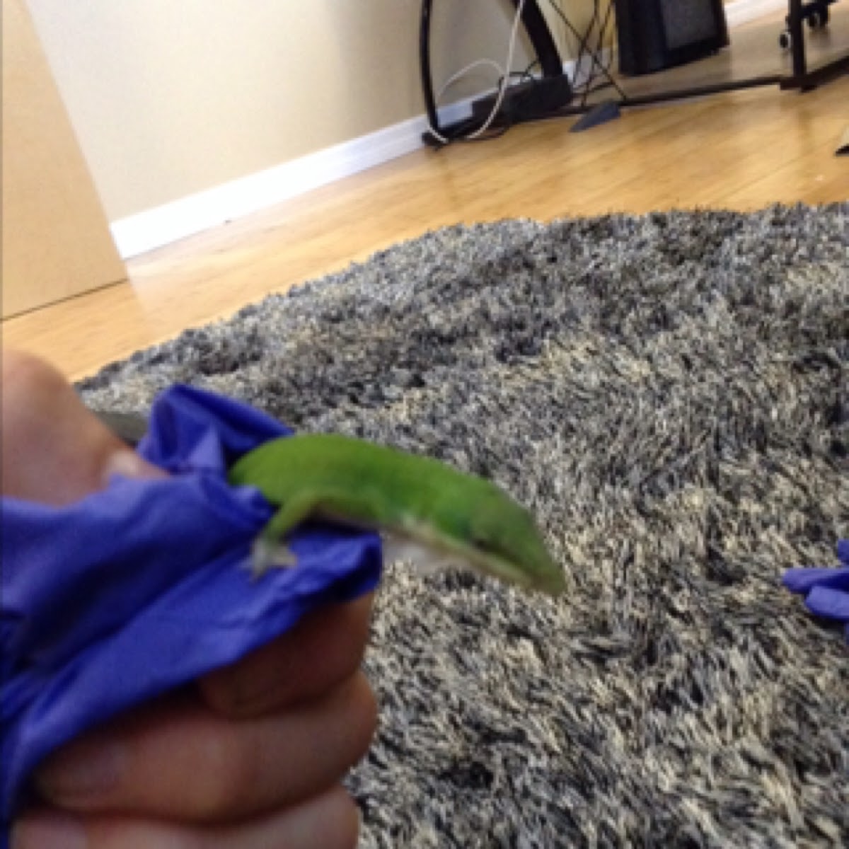 Green anole