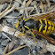 Common Aerial Yellowjacket