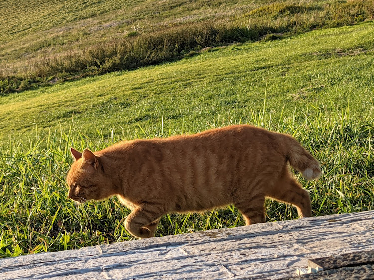 ムーヴの朝活撮影📷・日の出、朝焼け・緊急事態宣言・主の猫🐱ちゃんに関するカスタム事例の投稿画像14枚目
