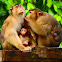 Southern Pig-Tailed Macaque