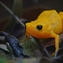 Pumpkin Toadlet