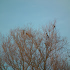 Eurasian magpie