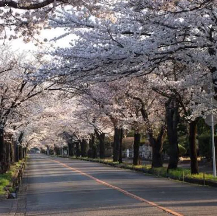 「桜」のメインビジュアル