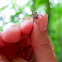 Eastern American Toad