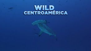 Wild Centroamérica thumbnail