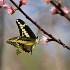 giant swallowtail