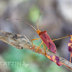 Leaffooted Bug