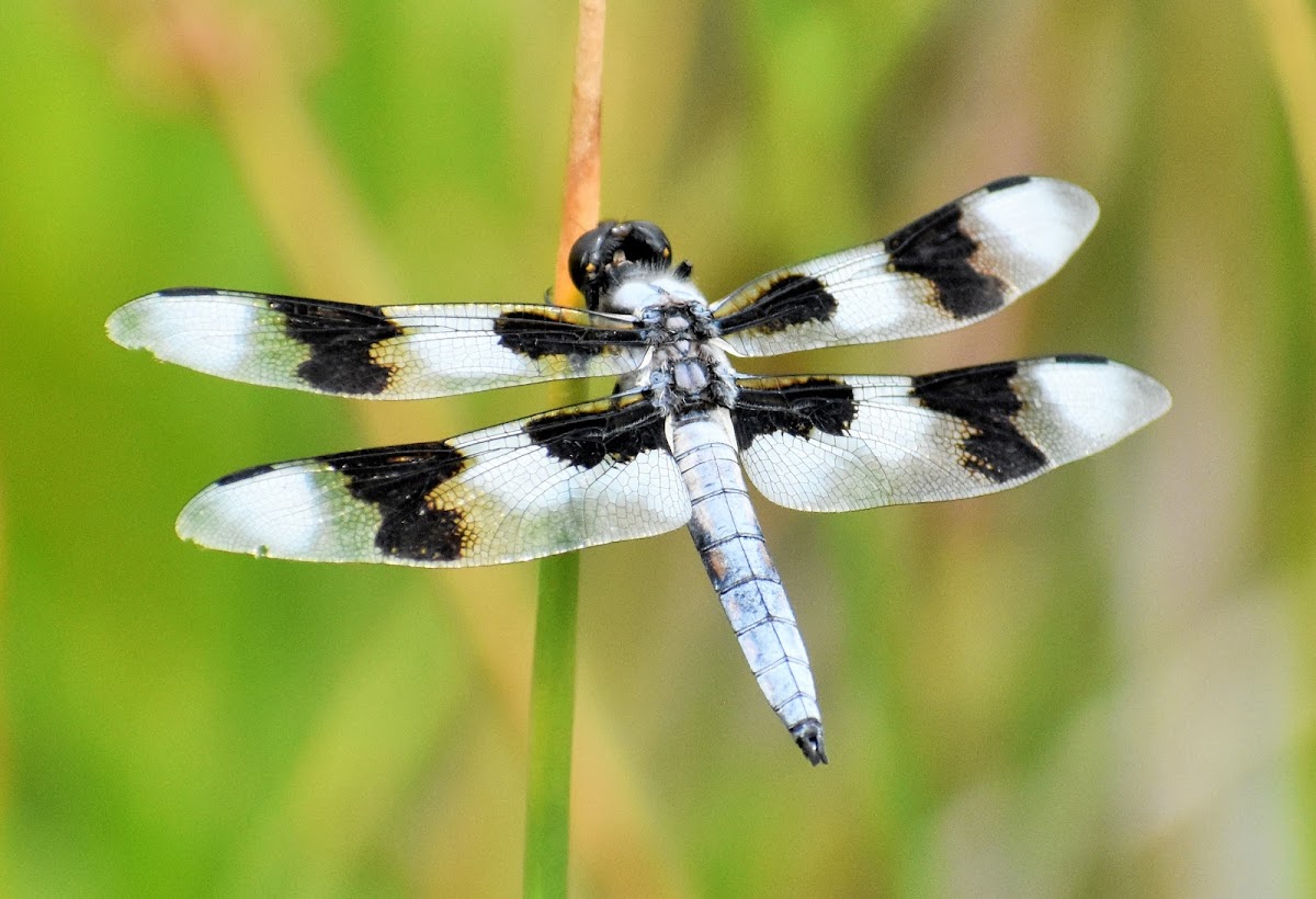 Eight-spotted skimmer